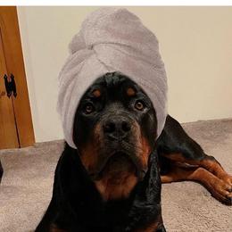 Rottweiler Puppies from Iron Clad Rottweiler