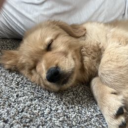 Goldendoodle and Golden Retriever Puppies from Golden Haven Doodles