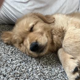 Goldendoodle and Golden Retriever Puppies from Golden Haven Doodles