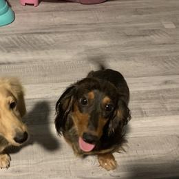 Dachshund Puppies from Ruby Rose Dachshund Dynasty