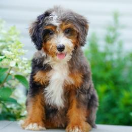 Gaga - Blue merle female Bernedoodle puppy in Dundee, Ohio from Down Home Doodle