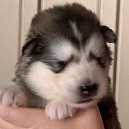 Dwight - Gray and white male Alaskan Malamute puppy in Palmyra, Michigan from Illusion Kennel