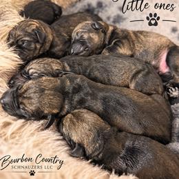 Giant Schnauzer puppies from Bourbon Country Schnauzers