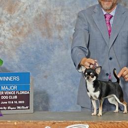 Darcy - Chihuahua