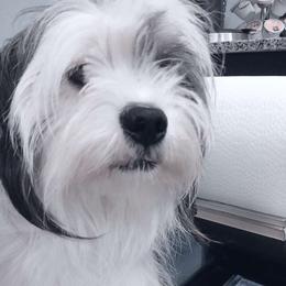 Cookie - Lhasa Apso