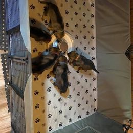 German Shepherd Puppies from Vom Holzhaus German Shepherds