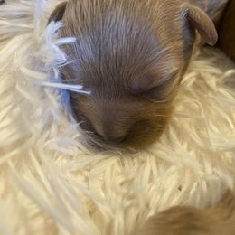Assorted Doodle Crosses, Bernedoodle, and Cavachon Puppies from PitterPatterPuppiesNJ