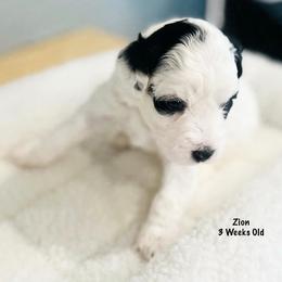 Zion- Female Reservation 7 - White female Sheepadoodle puppy in Spokane, Washington from Downriver Doodles