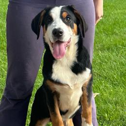 Yellow Girl - Black, white and red female Greater Swiss Mountain Dog puppy in Lower Burrell, Pennsylvania from Polyanna’s GSMD