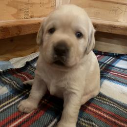 Boy 2 - male Labrador Retriever puppy in Nicholasville, Kentucky from Agape Acres Homestead English Labrador Retrievers