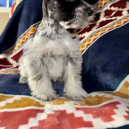 Miniature Schnauzer Puppies from Cali Sun-kissed Schnauzers