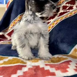 Miniature Schnauzer Puppies from Cali Sun-kissed Schnauzers