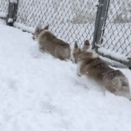 Pembroke Welsh Corgi Puppies from Eaglerock Kennel