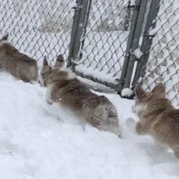 Pembroke Welsh Corgi Puppies from Eaglerock Kennel