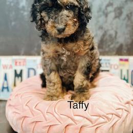 Taffy - Merle female Goldendoodle puppy in Pasco, Washington from Camp Doodle Woods