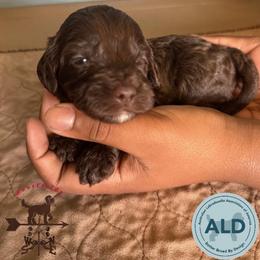 Purple Collar Girl - Chocolate female Australian Labradoodle puppy in Hagerstown, Maryland from Westfields Labradoodles