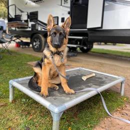 German Shepherd Puppies from Central Coast German Shepherds