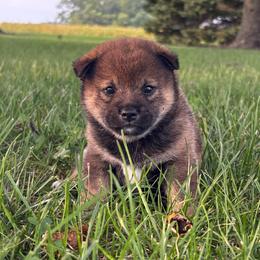 Skye - Sesame female Shiba Inu puppy in Covington, Ohio from Rustic Country Shibas