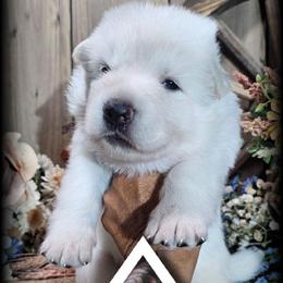 Boone - White male German Shepherd puppy in Sequim, Washington from German Shepherd Haus