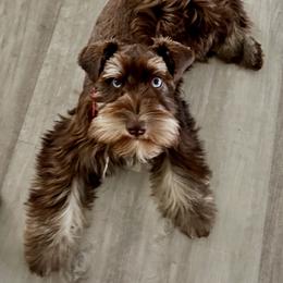 Italy - Miniature Schnauzer