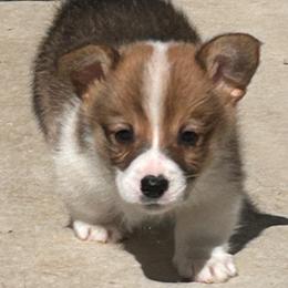 Shay - Sable male Pembroke Welsh Corgi puppy in Blair, Wisconsin from Sandy’s Pet Grooming and Boarding & AKC Corgis