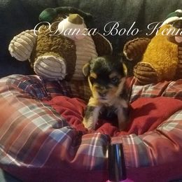 Yorkipoo and Yorkshire Terrier Puppies from Danza Bolo