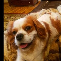 Phyllis - Cavalier King Charles Spaniel