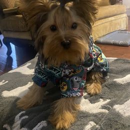 Yorkshire Terrier Puppies from Mid-South Yorkie’s, LLC