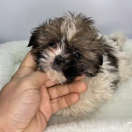 Zyva - Black gold and white female Shih Tzu puppy in Bourne, Massachusetts from Shih Tzu Pups