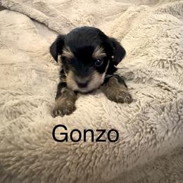 Gonzo - Black and tan male Yorkshire Terrier puppy in Goode, Virginia from Glass Hill Yorkies