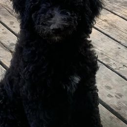 Poodles from Anna's Poodles