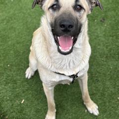 Anatolian Shepherd Dog Puppies from Hero K9’s