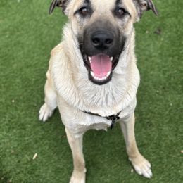 Anatolian Shepherd Dog Puppies from Hero K9’s