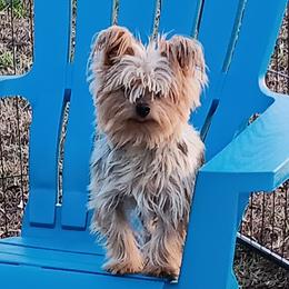 Chip - Yorkshire Terrier