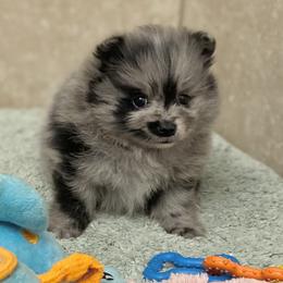 Blue merle boy - Blue merle male Pomeranian puppy in Kelso, Washington from Highlander Pomeranians
