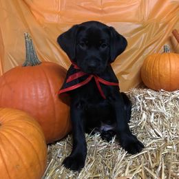 Labrador Retriever Puppies from Harvest Moon Farm