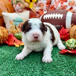 Bernie - Black and white male Bernedoodle puppy in Willacoochee, Georgia from Kitandkboodle's Doodles
