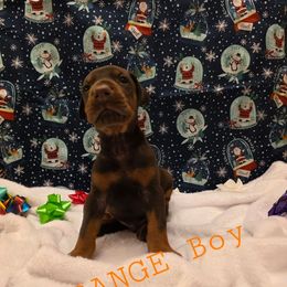 Orange - Red and rust male Doberman Pinscher puppy in Knox, Indiana from Double River Dobermans