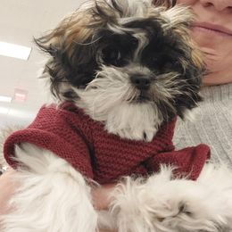 Shihpoo All Grown Up from Rika' Family