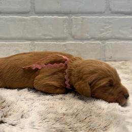 Pink Collar Girl - Red  female Goldendoodle puppy in San Augustine, Texas from Vintage Doodles
