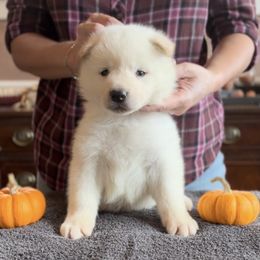 Boy 3 brick red collar - Akita puppy from Main Street Akitas