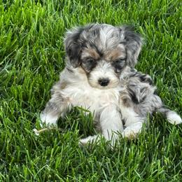 Blue Merle Two, Smallest Puppy - Blue merle female Aussiedoodle puppy in Parma, Idaho from Arena Valley Acres