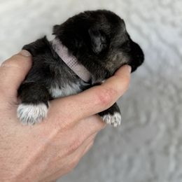 Nala - Black and silver German Shepherd puppy in Peoria, Arizona from Sunrise Shepherds