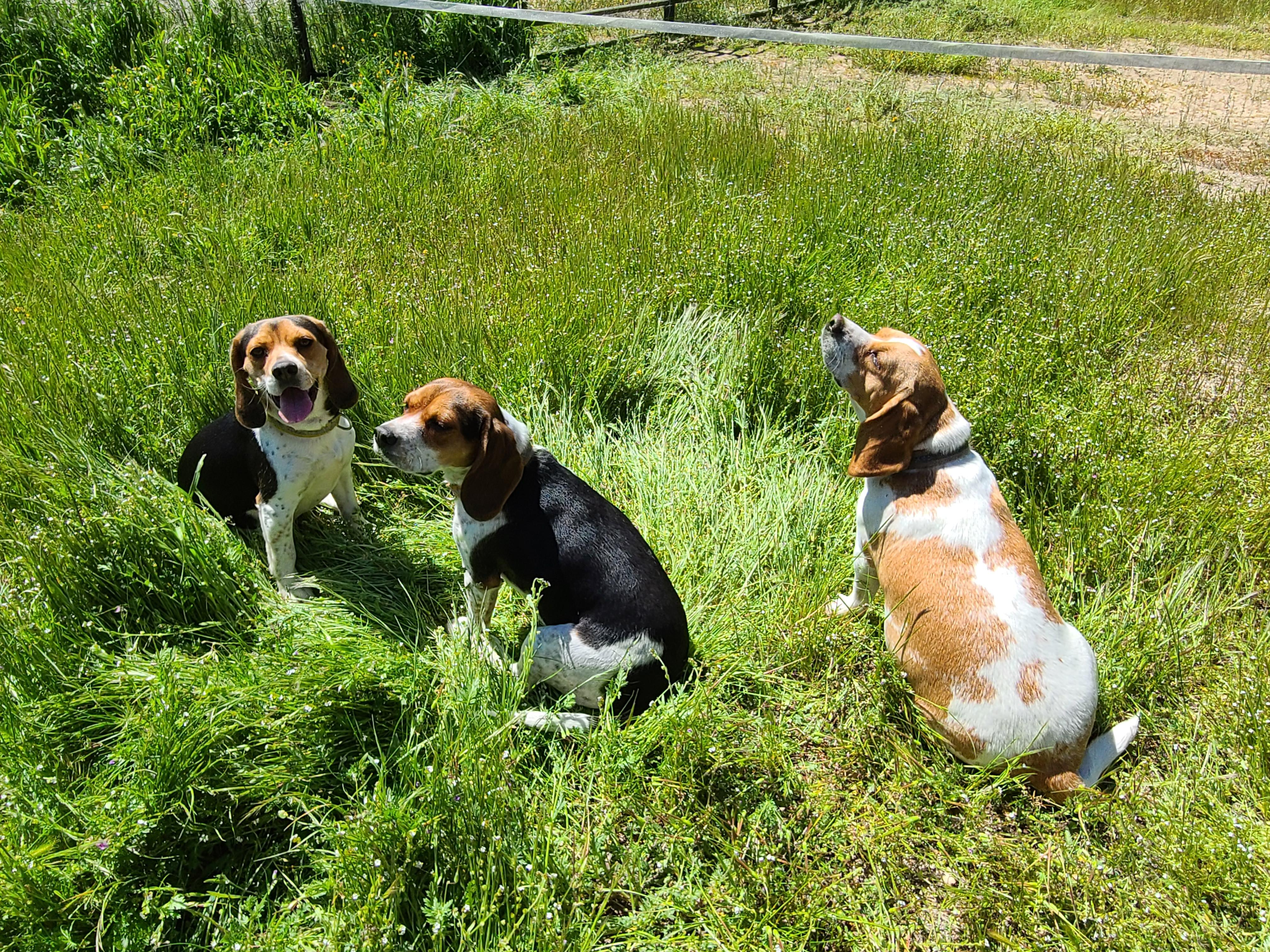 S&R Ranch in California | Beagle puppies | Good Dog