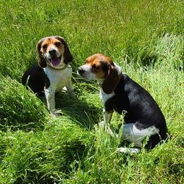 Beagles from S&R Ranch