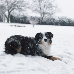 Harry - Miniature Australian Shepherd