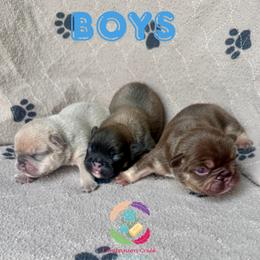 Token - Liver male French Bulldog puppy in Bowman, Georgia from Companion Creek Farm
