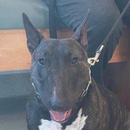 Kira - Miniature Bull Terrier