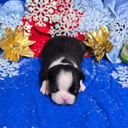 Black n white with Tan wide blaze - Black and white male Boston Terrier puppy in Corsicana, Texas from JT Bostons