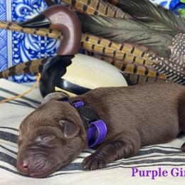 Purple Girl - Chocolate female Labrador Retriever puppy in Plymouth, North Carolina from Duck Creek Kennels